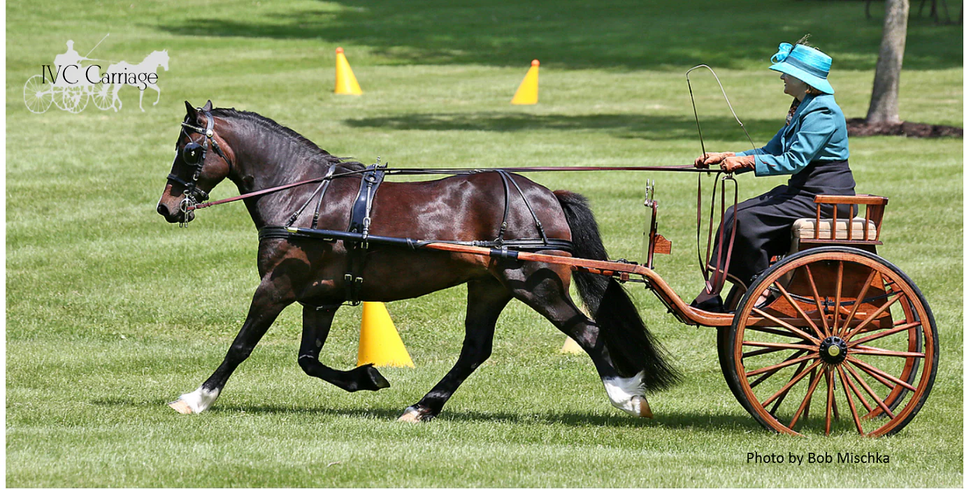 Master Your Carriage Driving Performance